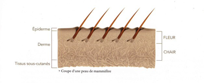 Le cuir pleine Fleur